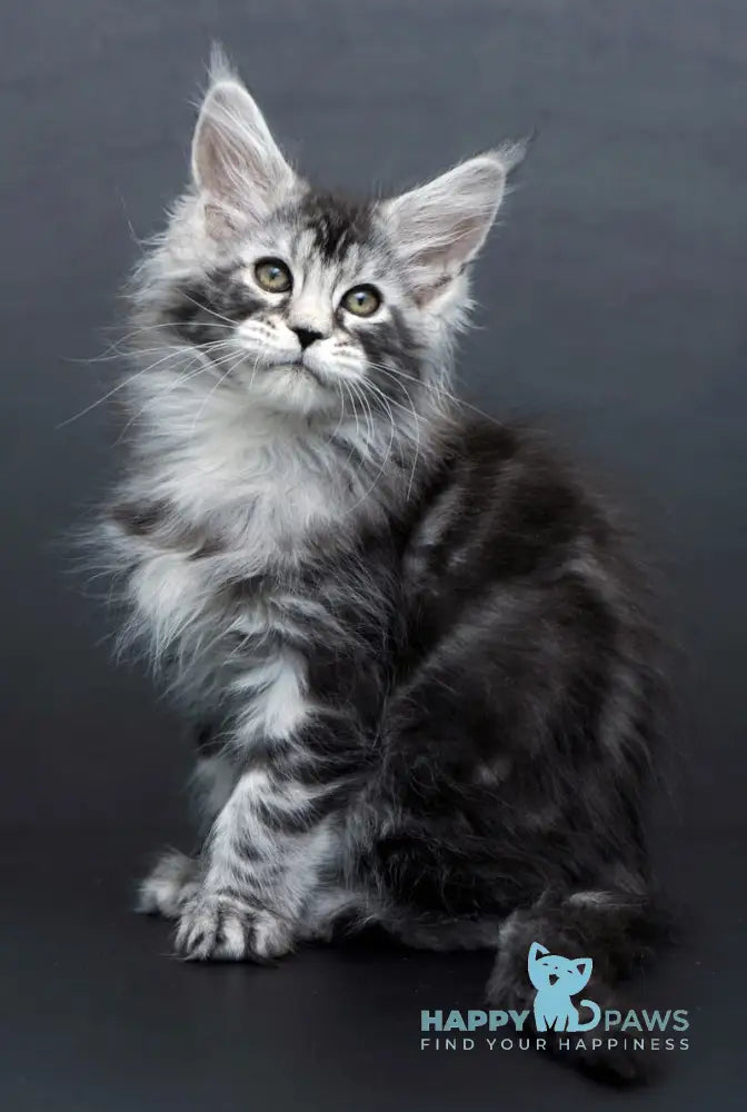 Conor Maine Coon Male Black Silver Tabby Live Animals