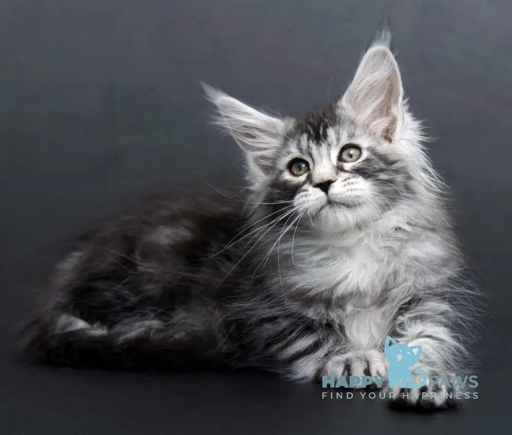 Conor Maine Coon Male Black Silver Tabby Live Animals