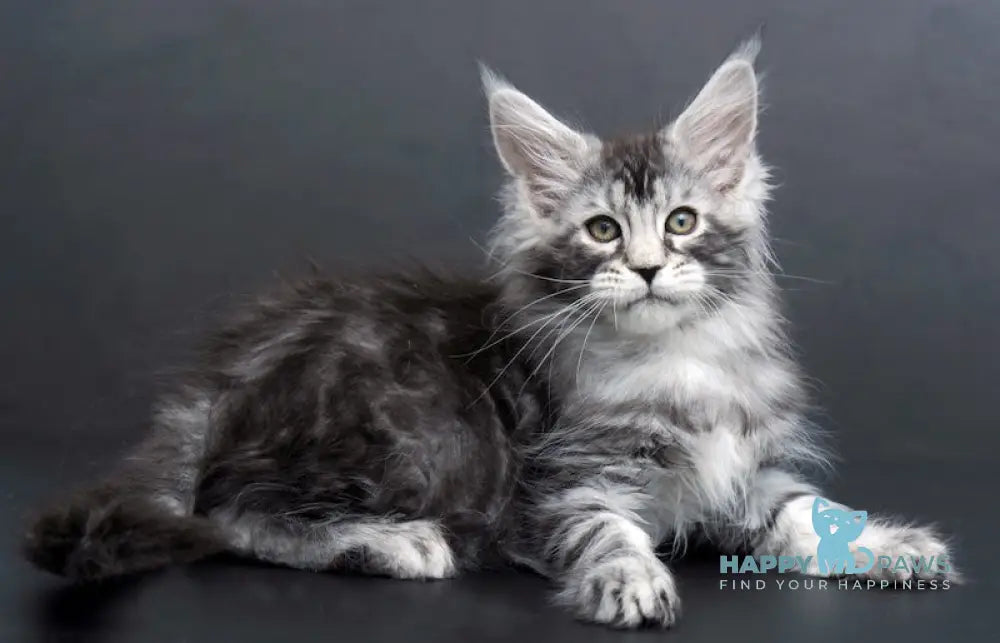 Conor Maine Coon Male Black Silver Tabby Live Animals