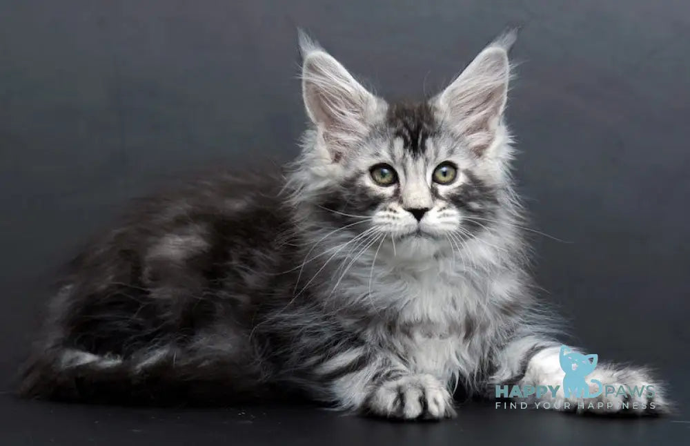 Conor Maine Coon Male Black Silver Tabby Live Animals