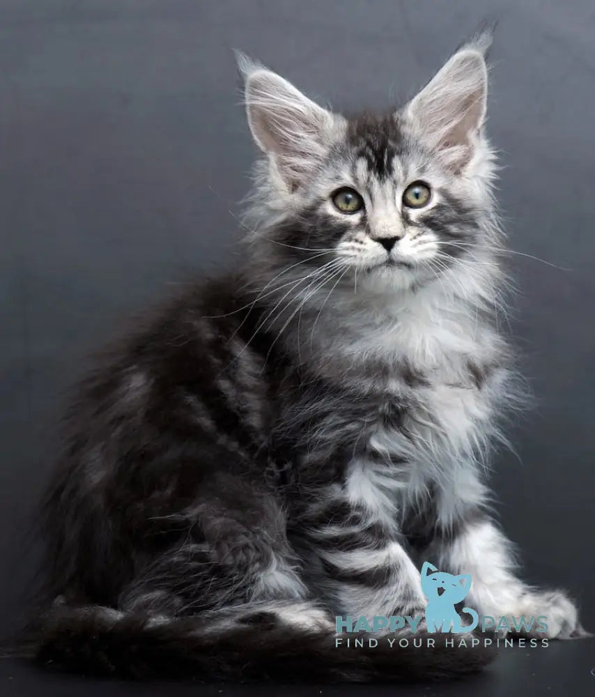 Conor Maine Coon Male Black Silver Tabby Live Animals