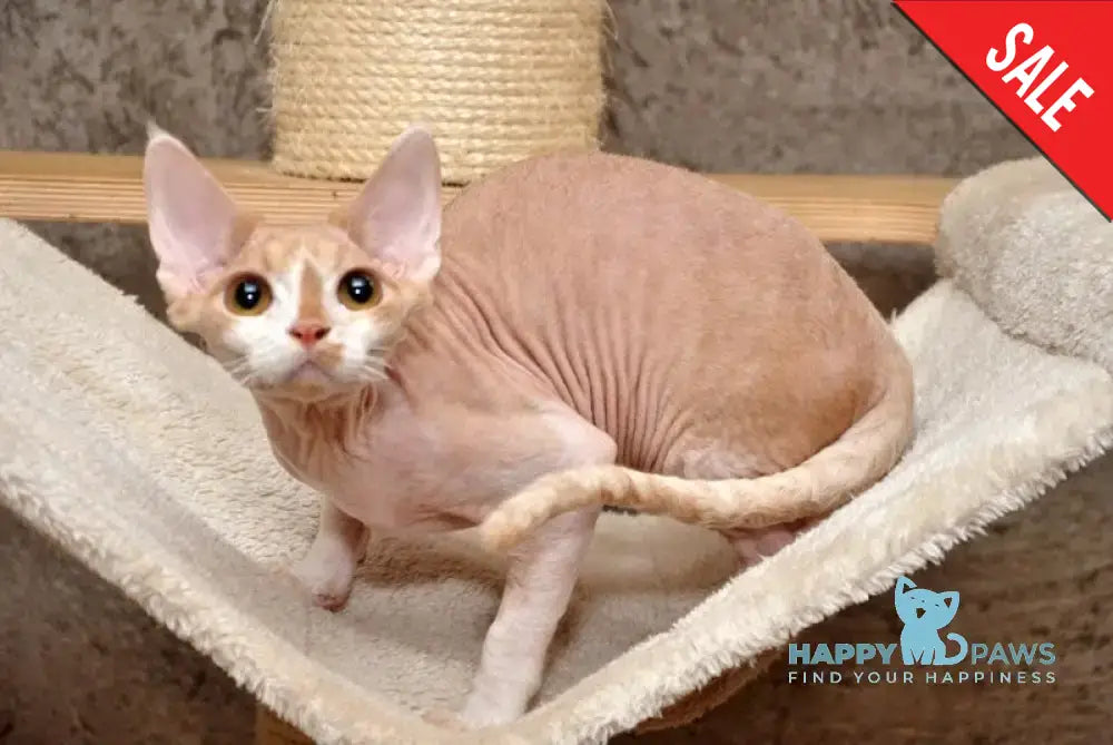 Cookie Devon Rex Male Cream Bicolour Live Animals