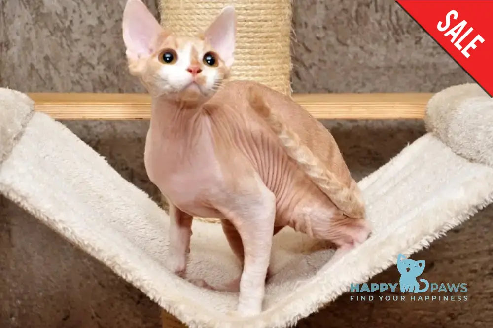 Cookie Devon Rex Male Cream Bicolour Live Animals