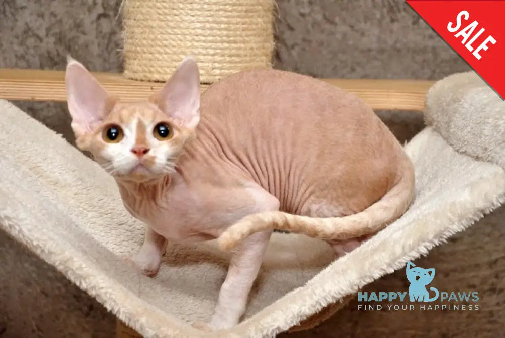 Pranik Devon Rex Male Cream Bicolour Live Animals