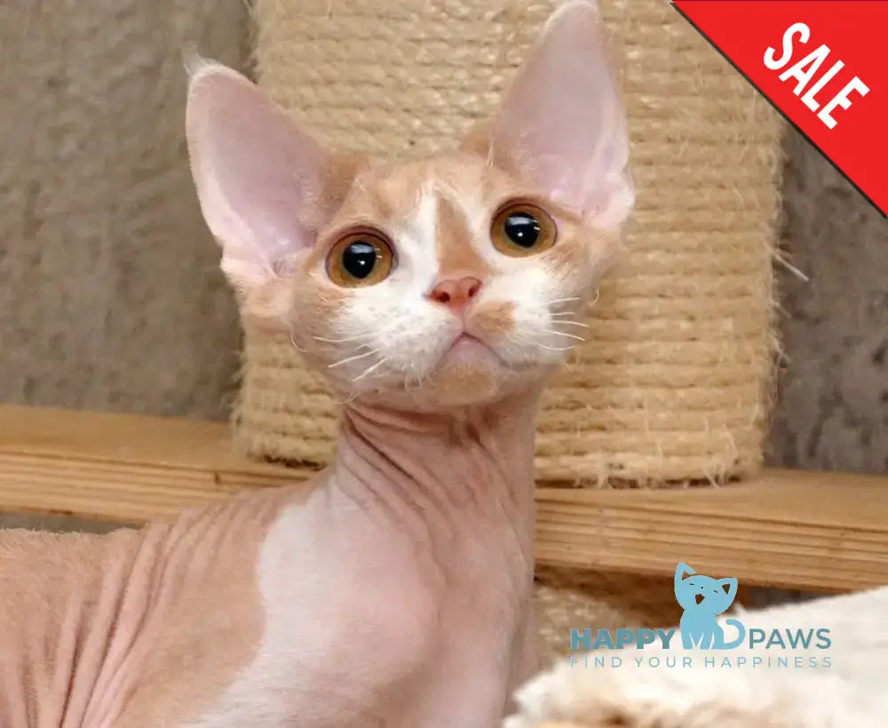 Cookie Devon Rex Male Cream Bicolour Live Animals