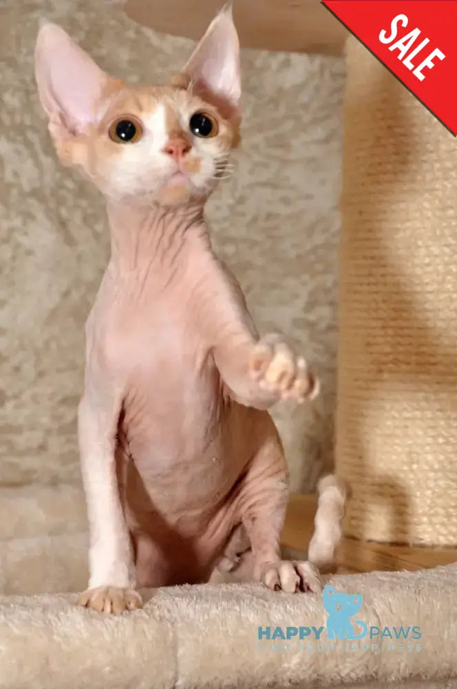 Cookie Devon Rex Male Cream Bicolour Live Animals