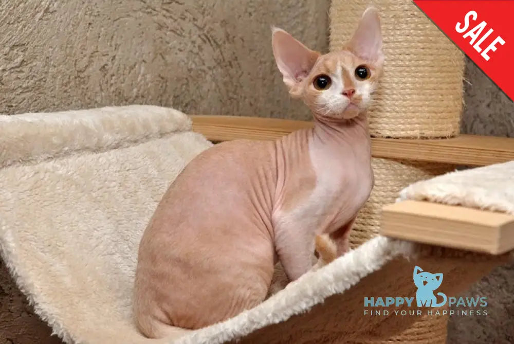 Pranik Devon Rex Male Cream Bicolour Live Animals