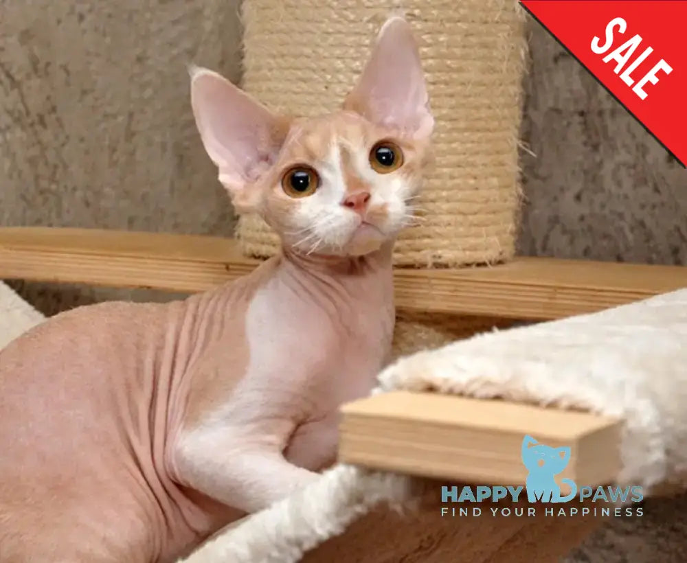 Cookie Devon Rex Male Cream Bicolour Live Animals