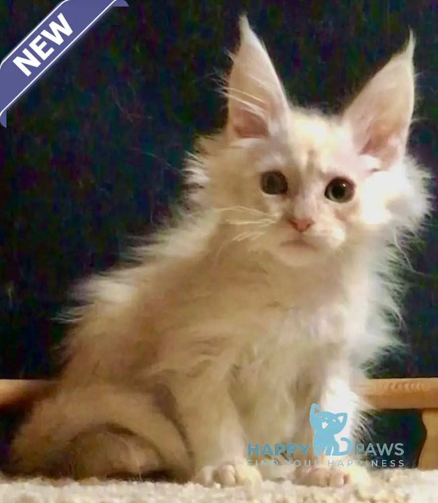 Coral Maine Coon Male Cream Smoke Live Animals