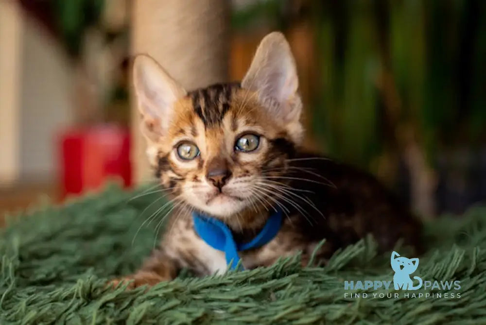 Cosmos Bengal Male Black Spotted Tabby Live Animals