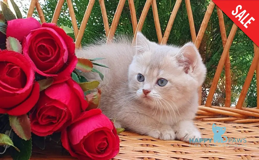 Ice Cream British Shorthair Male Lilac Golden Shaded Live Animals