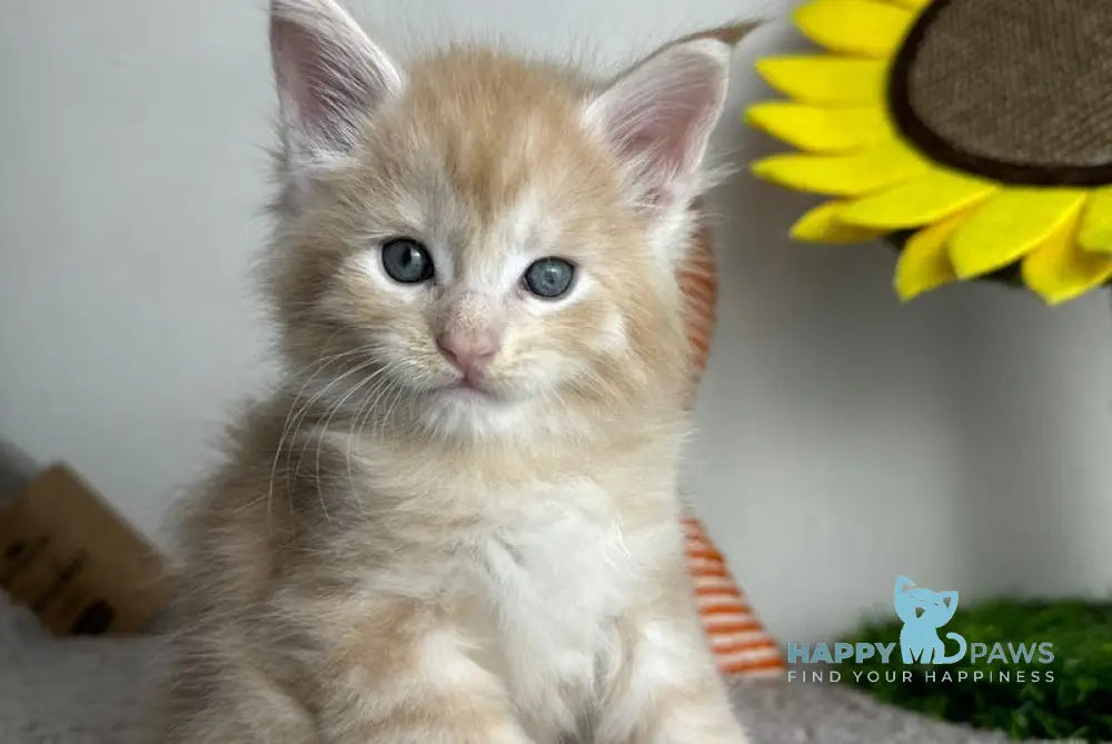 Cream Maine Coon Male Cream Tabby Live Animals