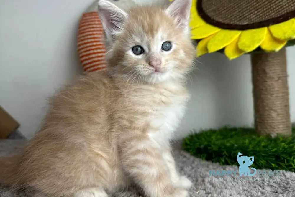 Cream Maine Coon Male Cream Tabby Live Animals