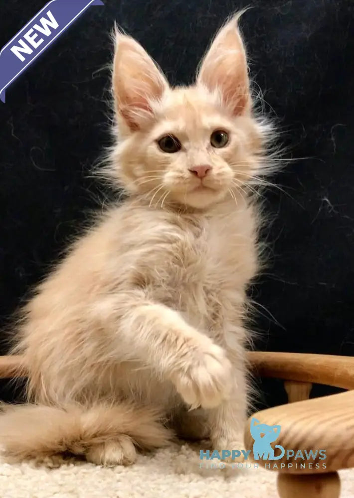 Cristal Maine Coon Male Cream Smoke Live Animals