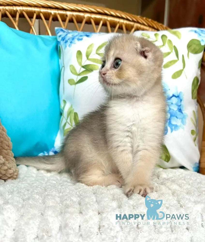 Cristian Scottish Fold Male Blue Golden Shaded Live Animals