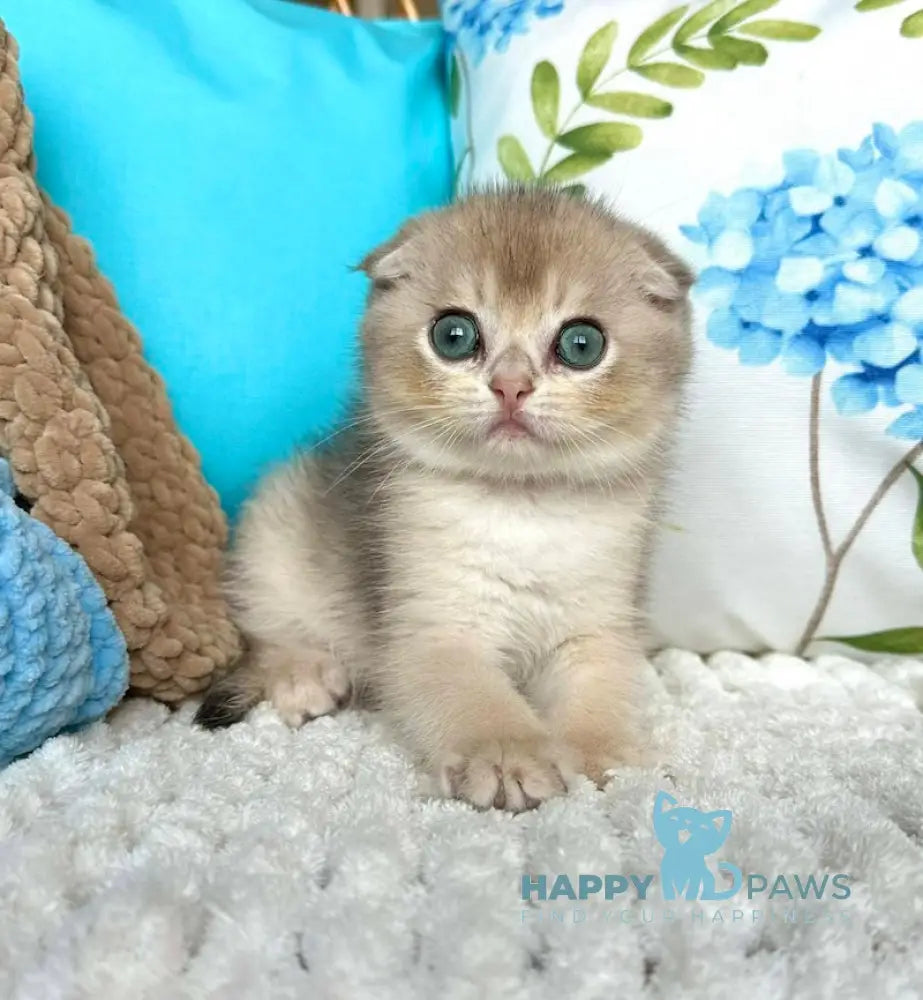 Cristian Scottish Fold Male Blue Golden Shaded Live Animals