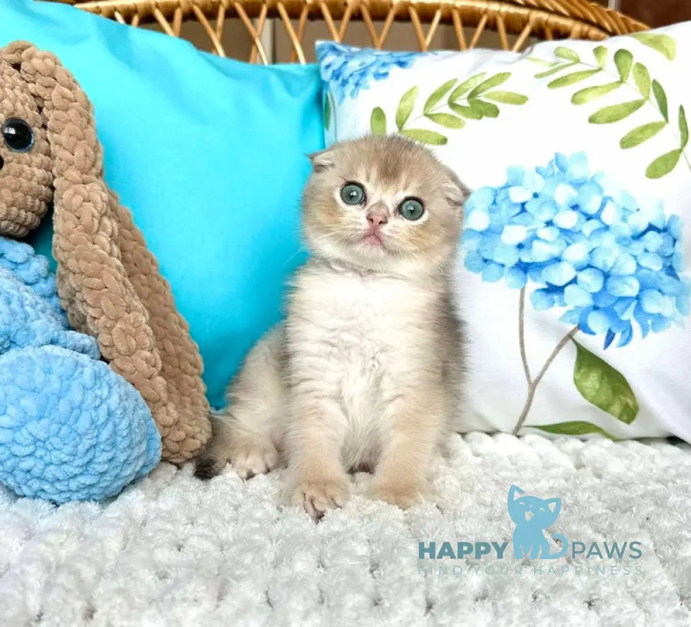 Cristian Scottish Fold Male Blue Golden Shaded Live Animals