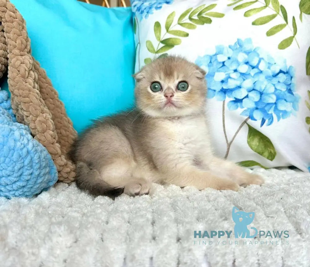 Cristian Scottish Fold Male Blue Golden Shaded Live Animals