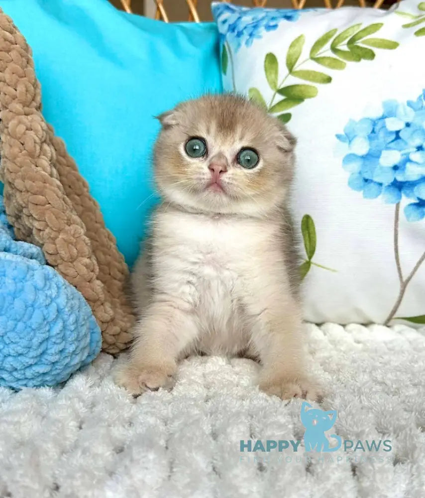 Cristian Scottish Fold Male Blue Golden Shaded Live Animals