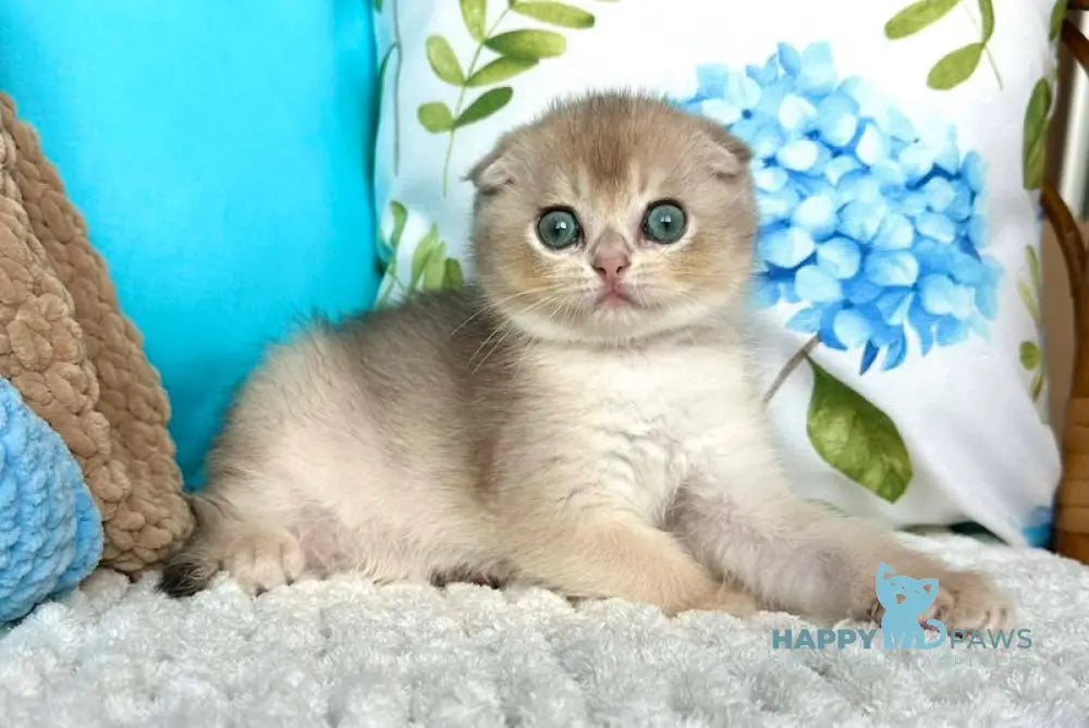 Cristian Scottish Fold Male Blue Golden Shaded Live Animals