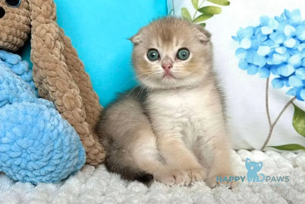 Cristian Scottish Fold Male Blue Golden Shaded Live Animals