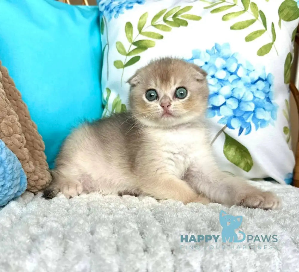 Cristian Scottish Fold Male Blue Golden Shaded Live Animals