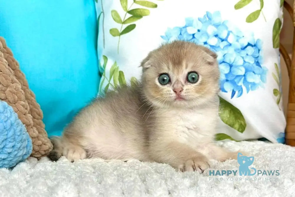 Cristian Scottish Fold Male Blue Golden Shaded Live Animals