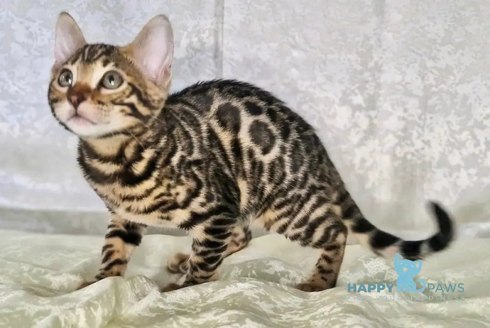 Daffi Bengal Female Black Spotted Tabby Live Animals