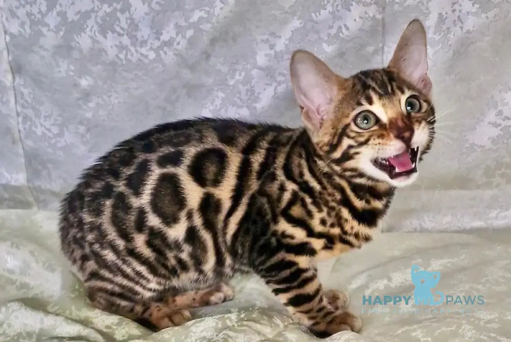 Daffi Bengal Female Black Spotted Tabby Live Animals