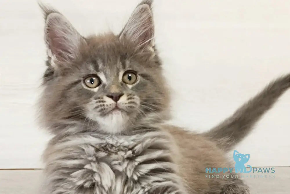 Dalena Maine Coon Female Blue Tabby Live Animals