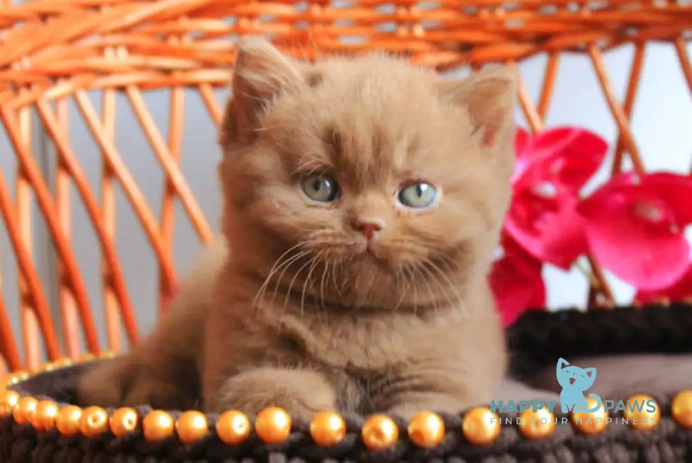 Danic British Shorthair Male Cinnamon Live Animals