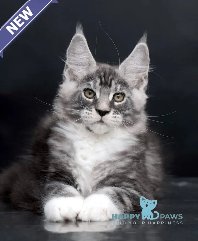 Danko Maine Coon Male Black Silver Tabby Bicolour Live Animals