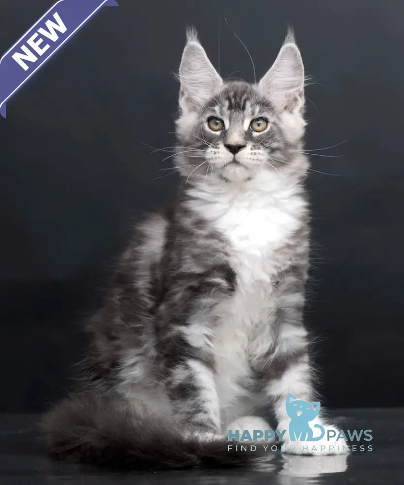 Danko Maine Coon Male Black Silver Tabby Bicolour Live Animals