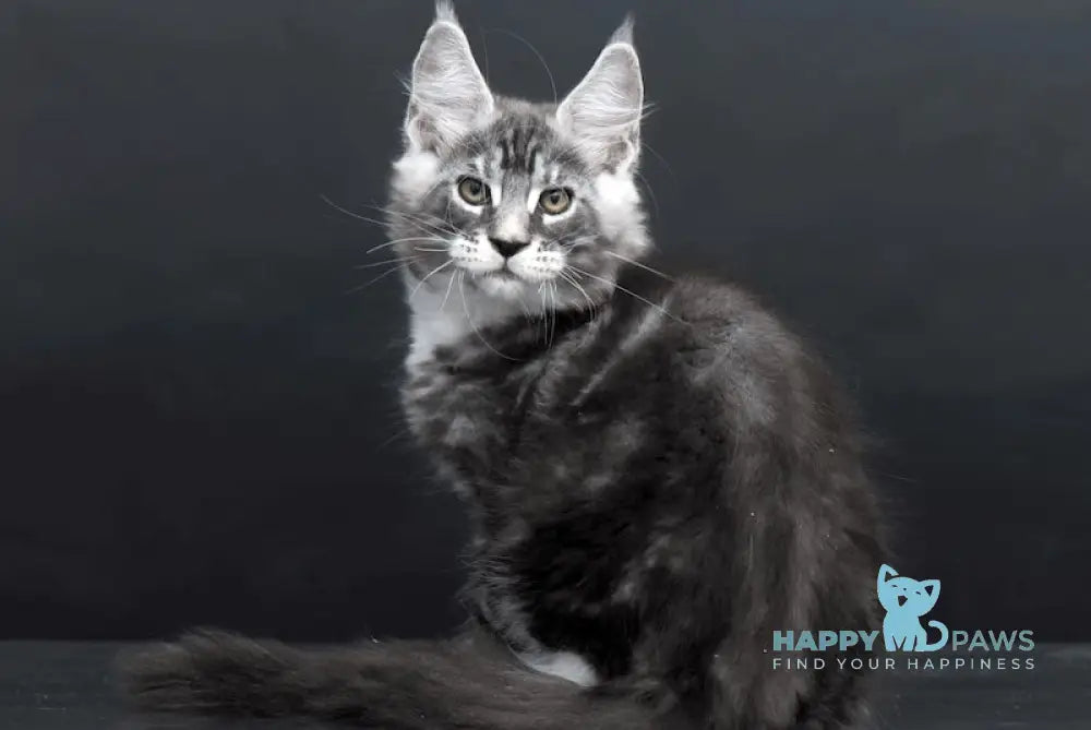 Danko Maine Coon Male Black Silver Tabby Bicolour Live Animals