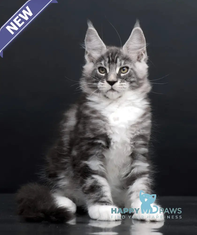 Danko Maine Coon Male Black Silver Tabby Bicolour Live Animals