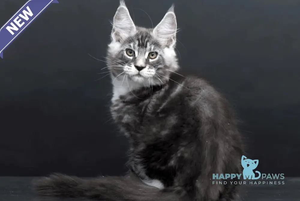 Danko Maine Coon Male Black Silver Tabby Bicolour Live Animals