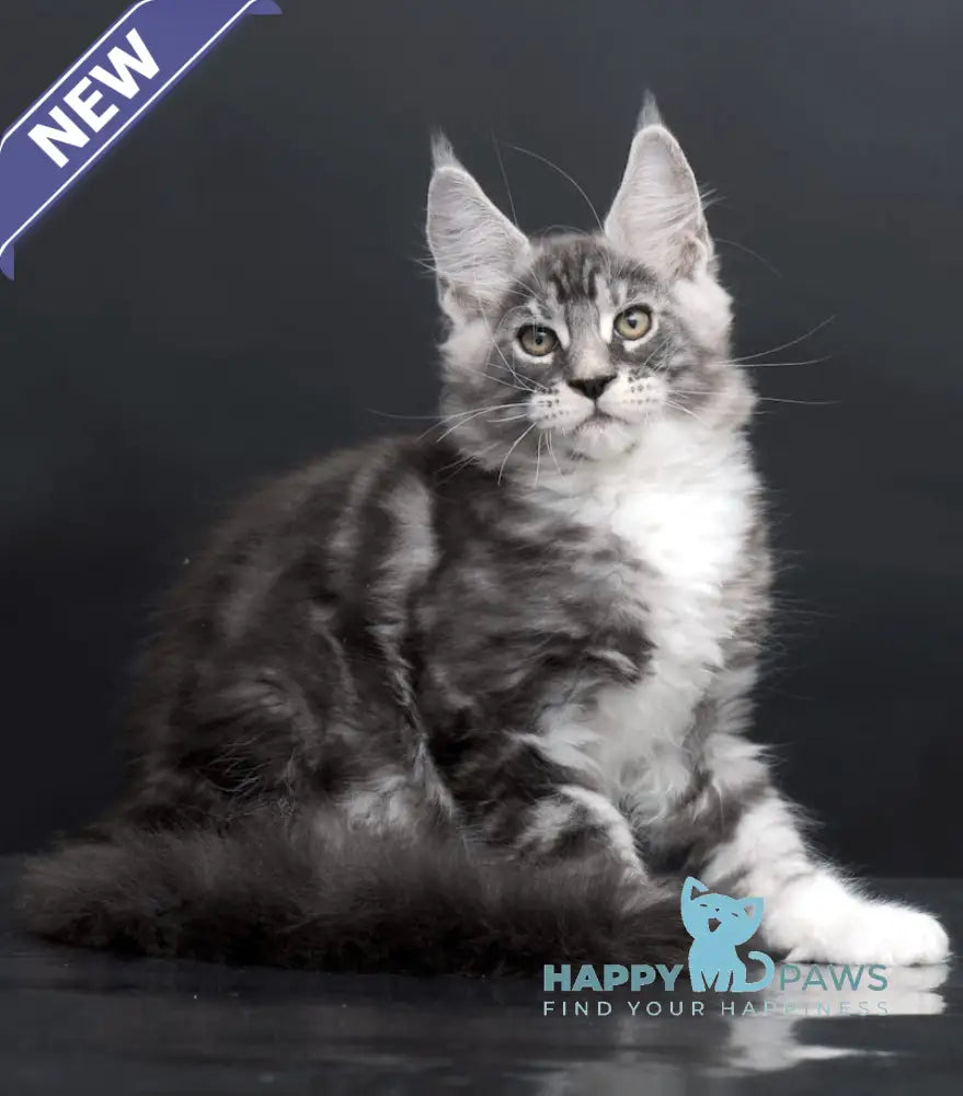 Danko Maine Coon Male Black Silver Tabby Bicolour Live Animals