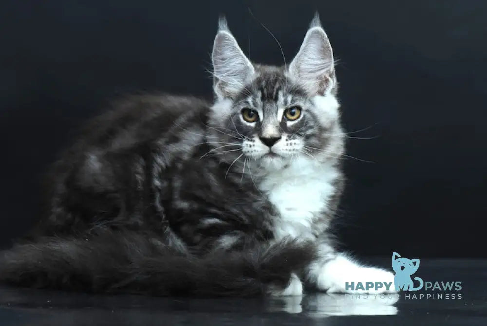 Danko Maine Coon Male Black Silver Tabby Bicolour Live Animals