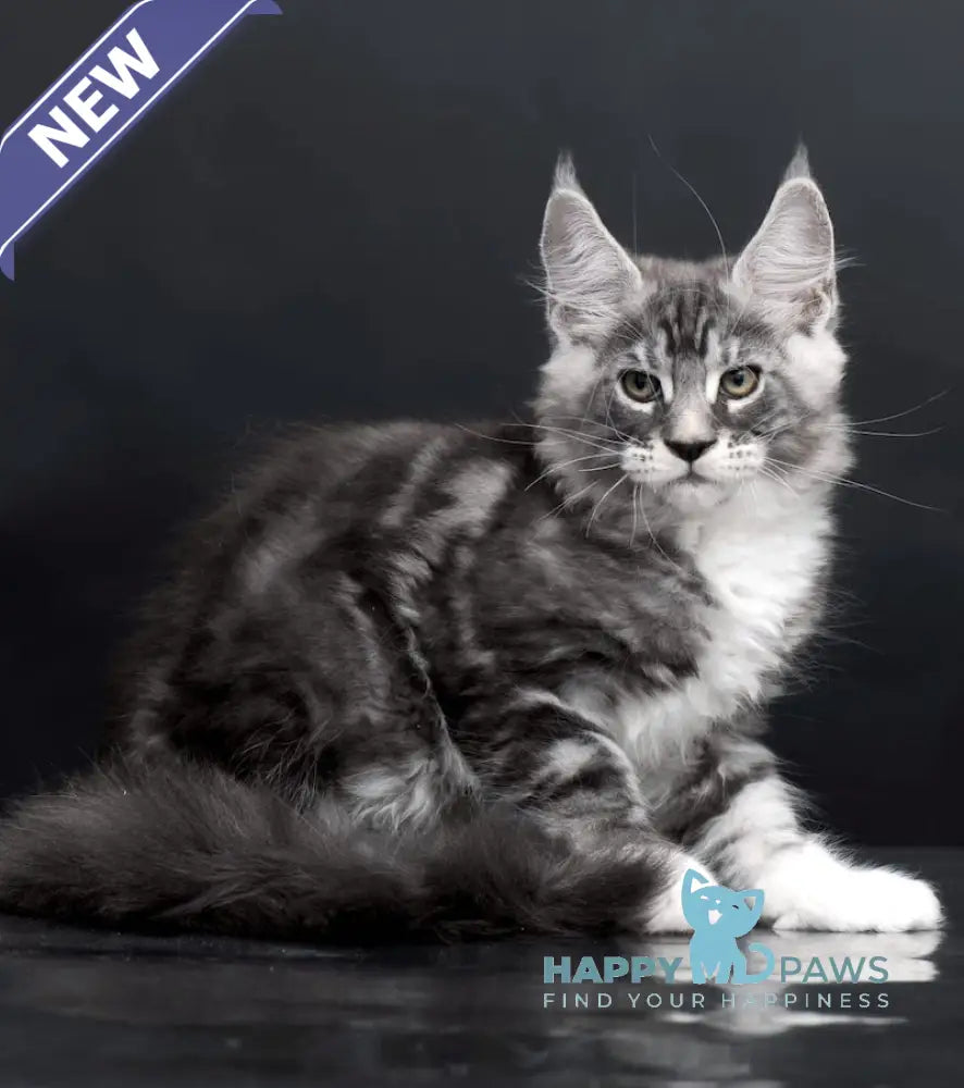 Danko Maine Coon Male Black Silver Tabby Bicolour Live Animals