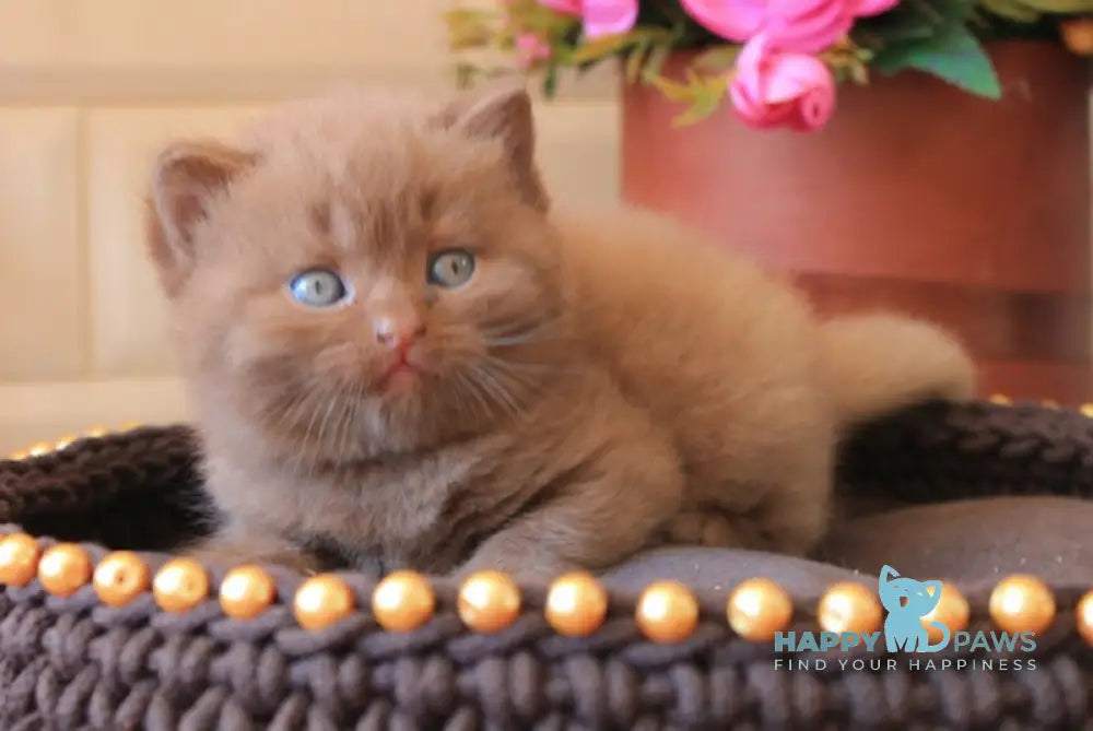 Dany British Shorthair Male Cinnamon Live Animals