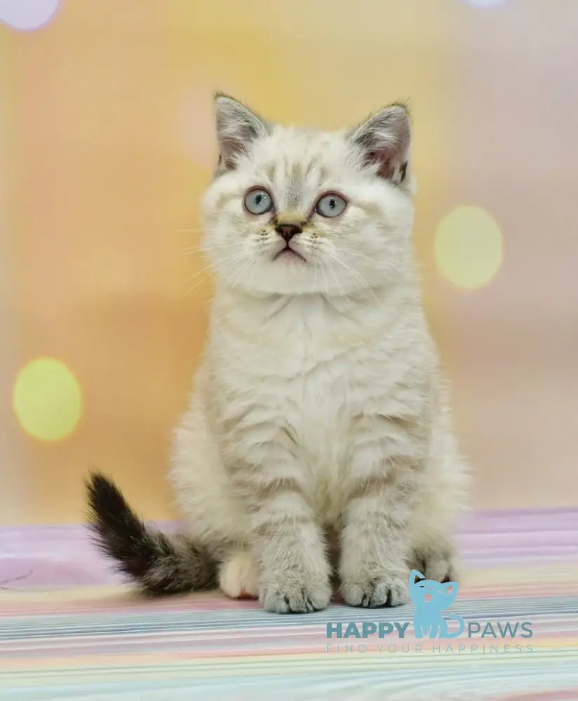 Darin Scottish Straight Female Black Tortie Silver Tabby Pointed Live Animals