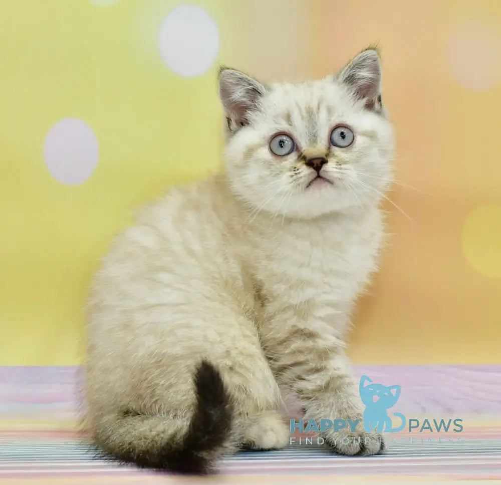 Darin Scottish Straight Female Black Tortie Silver Tabby Pointed Live Animals