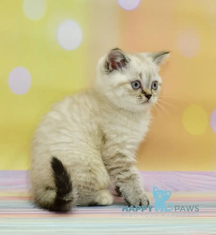 Darin Scottish Straight Female Black Tortie Silver Tabby Pointed Live Animals