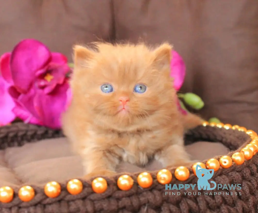 Darina British Longhair Female Cinnamon Live Animals