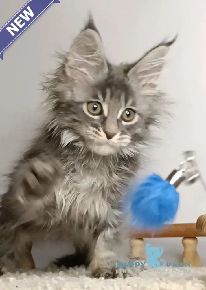 Darius Maine Coon Male Blue Tabby Live Animals