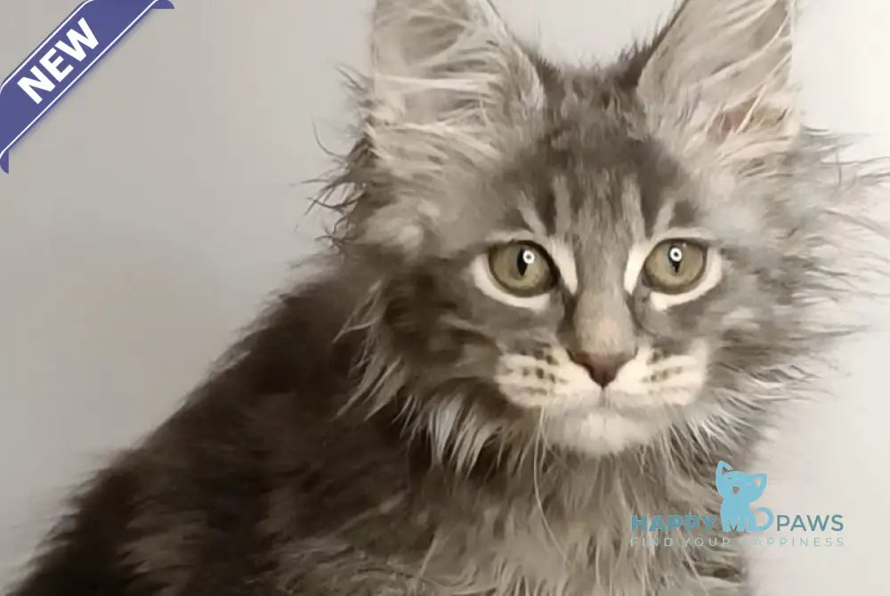 Darius Maine Coon Male Blue Tabby Live Animals