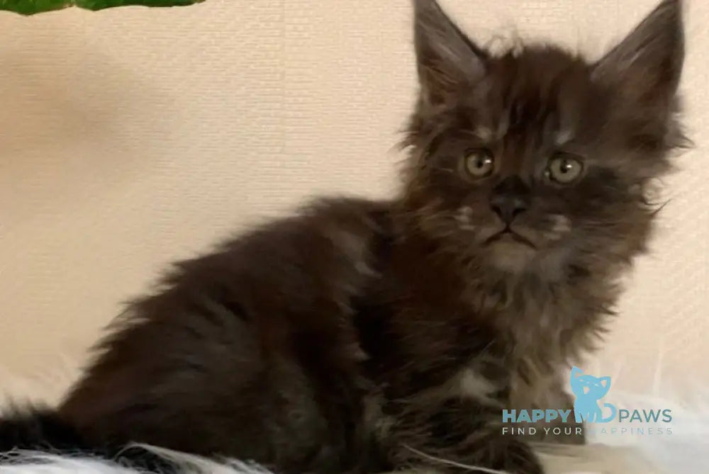 Darsi Maine Coon Male Black Smoke Live Animals