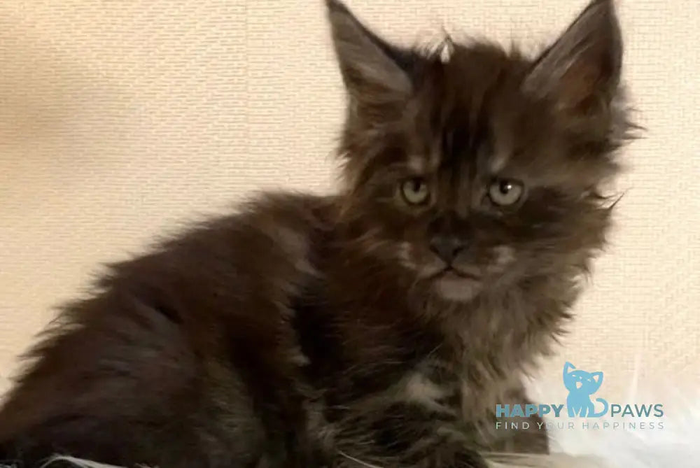 Darsi Maine Coon Male Black Smoke Live Animals