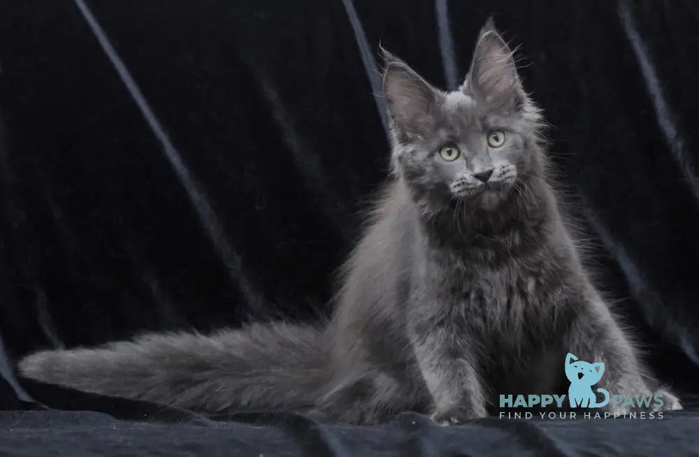 Darsy Maine Coon Female Blue Live Animals