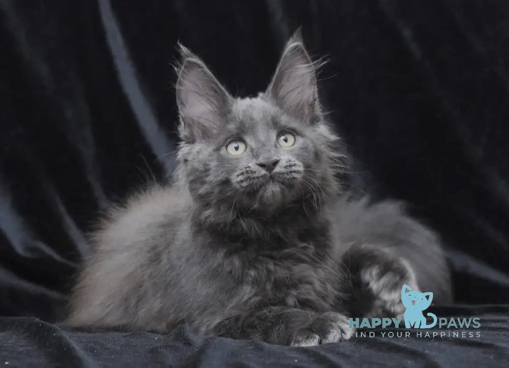 Darsy Maine Coon Female Blue Live Animals